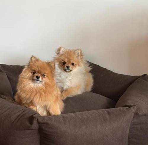 Las perritas que fueron robadas en La Pradera.