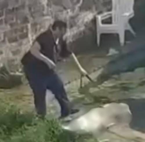 Detienen a un supuesto adiestrador de perros en Argentina tras una denuncia por maltrato animal