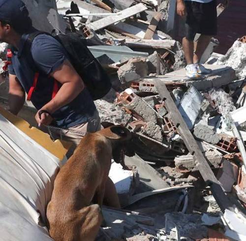 Terremoto en Colombia: recomendaciones clave para proteger a perros y gatos durante y después de un sismo