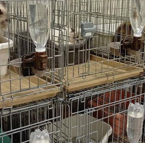Rescatan a 25 gatos atrapados en un centro comercial tras el fuerte terremoto en Japón