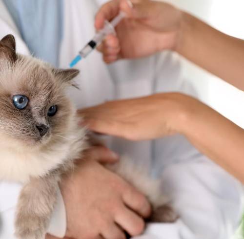 Guía definitiva: este es el calendario de vacunación indispensable para la salud de tu gato