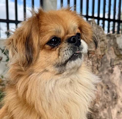 Tras superar un grave maltrato en Quito, Leonel está listo para ser adoptado