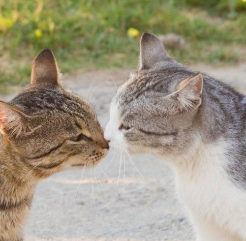 ¿Cómo hacen amigos los gatos? Estudio revela que imitan sus expresiones faciales