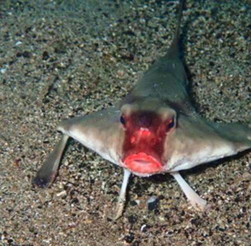 Pez murciélago de labios rojos