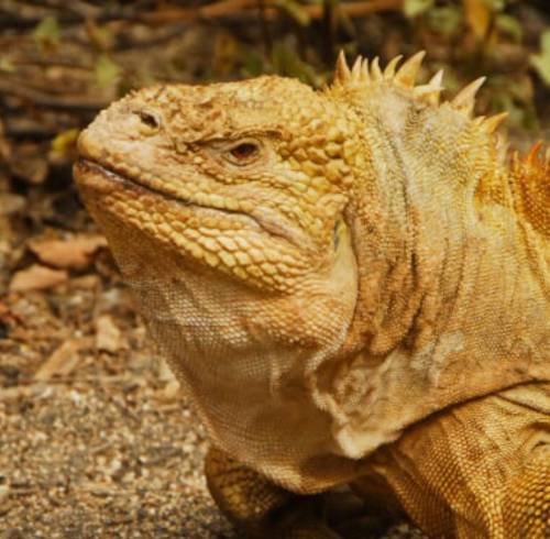Una iguana terrestre de Galápagos.