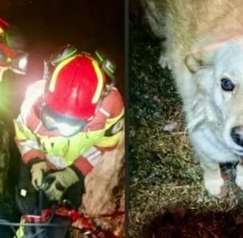 Perrita rescatada por los Bomberos de Quito.