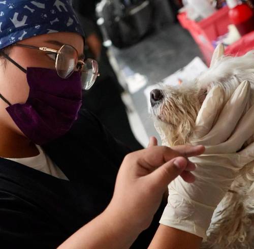 Un perro siendo atendido en el Centro Veterinario Municipal de Guayaquil.