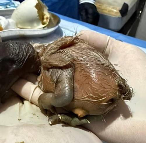 Ecuador registra el segundo nacimiento de un pichón de cóndor andino mediante crianza asistida