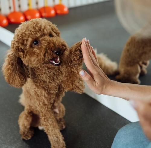 Una imagen referencial de una persona entrenando a su perro.