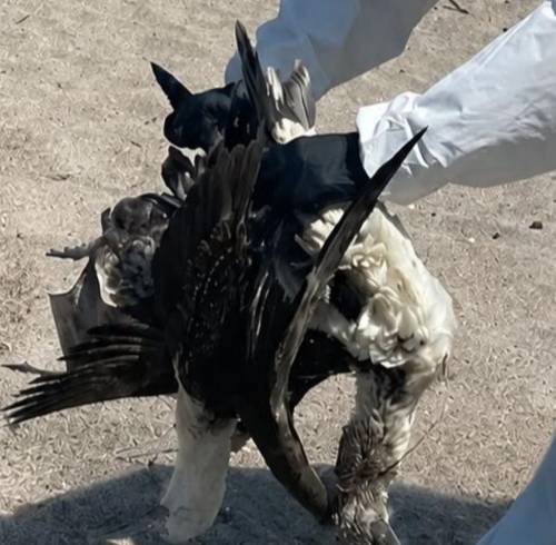 Alerta en la costa de Ecuador: ¿Por qué están apareciendo aves marinas muertas?
