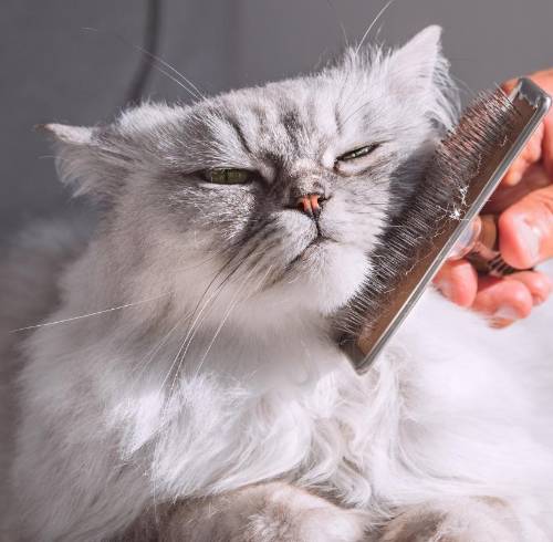 Bienestar animal: cinco pautas clave para garantizar la salud del pelaje en perros y gatos