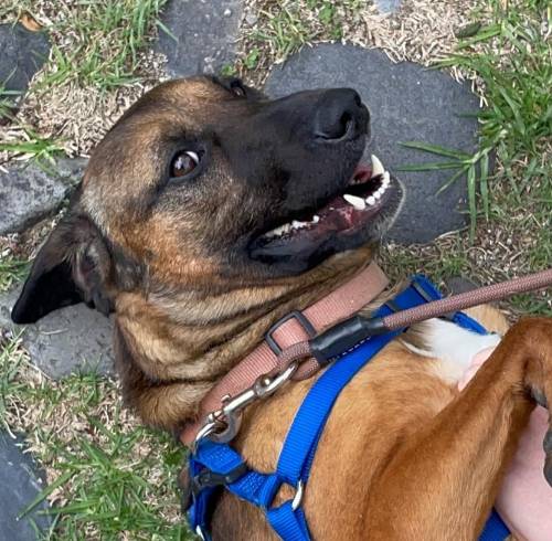 Cumbre la perrita que fue rescatada y ahora tiene un nuevo hogar.