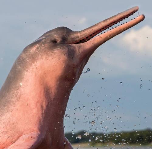 Delfín rosado y tucuxi en alto riesgo de extinción en Ecuador, advierte estudio científico