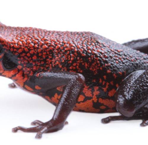 Fotografía cedida por el Instituto Nacional de Biodiversidad (Inabio) que muestra una rana pequeña y venenosa de la especie Excidobates perplexus, la cual se encuentra amenazada por la minería.