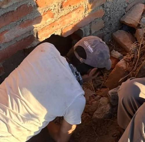 Quito: cuatro cachorros y su madre fueron puestos a salvo tras quedar atrapados en un agujero