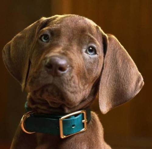 Por primera vez en la historia: Scooby-Doo será interpretado por un perro real en una nueva serie