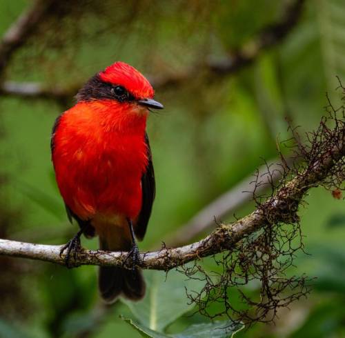 Conservación en Galápagos: registran un incremento histórico en la reproducción del pájaro brujo