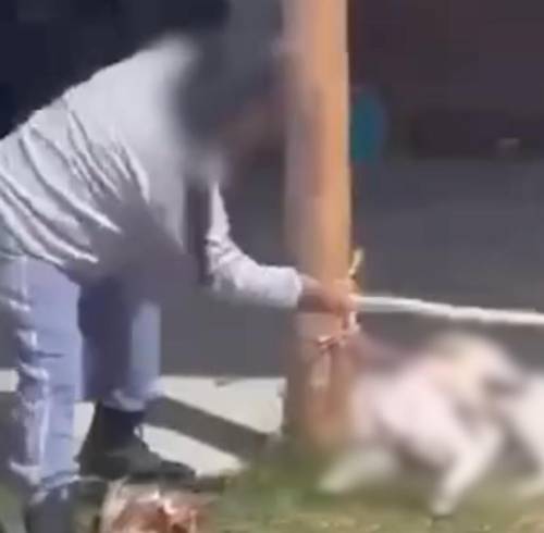 Quito: una mujer enfrenta multa de USD 4.820 por golpear a un cachorro