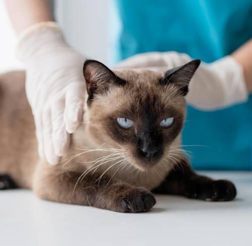 ¿Cada cuánto debe ir una mascota al veterinario? La importancia de los chequeos según expertos