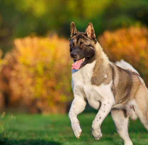 Cinco perros que destacan como guardianes y protectores familiares