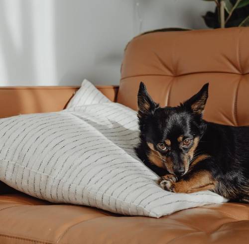 ¿Vives en departamento? Conoce los perros ideales para espacios pequeños y cómo garantizar su bienestar