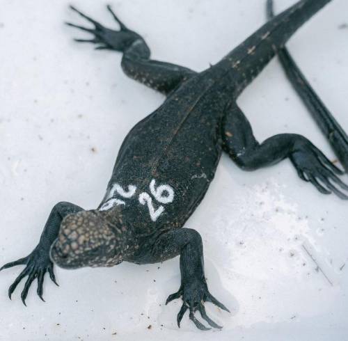 Una de las 24 iguanas rescatadas en el Aeropuerto Mariscal Sucre.