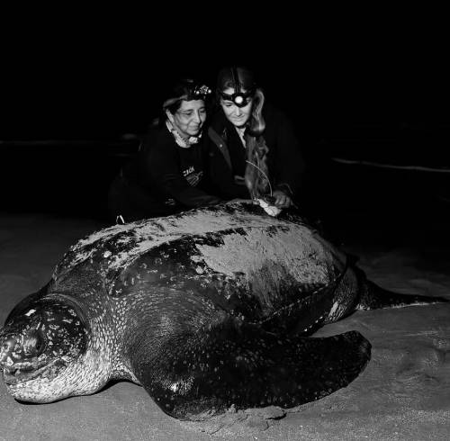 Callie Veelenturf, directora de The Leatherback Project y Kerly Briones, presidenta de la Fundación Reina Laúd revisan la colocación de la etiqueta satelital en una tortuga laúd en Playa Pajonal, Ecuador.