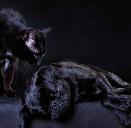Un gato y perro negro.