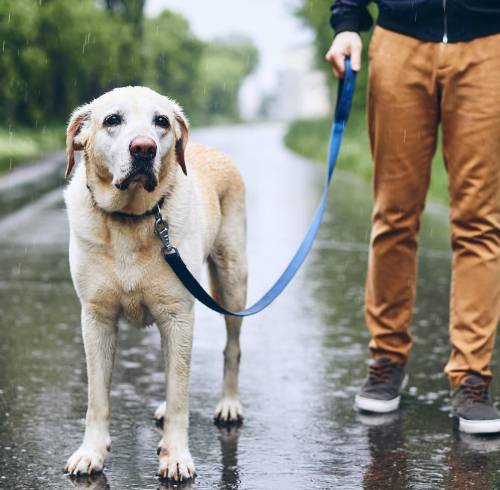 Imagen referencial de un perro y su tutor caminando en la lluvia.