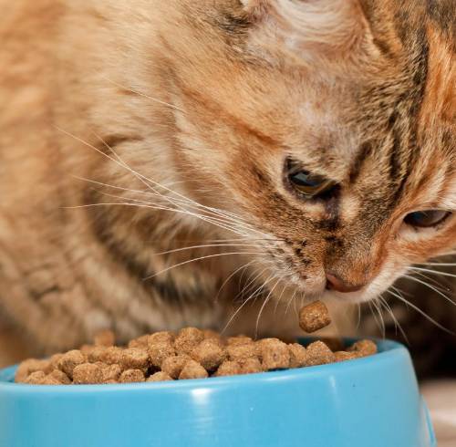Imagen referencial de un gato comiendo su comida.