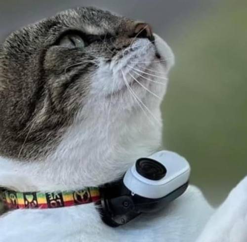 Mr. Kitters: El gato que convirtió sus paseos diarios en aventuras virales de internet