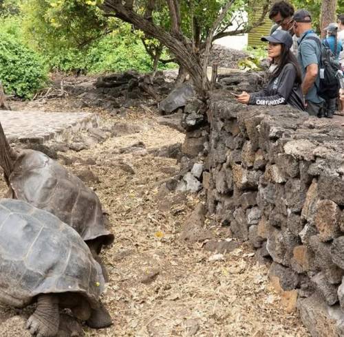 Turistas apreciando a las tortugas gigantes de Galápagos.