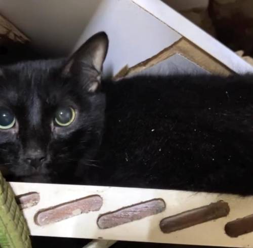 Nino, el gato que sobrevivió más de un mes bajo los escombros tras los terremotos en Venezuela