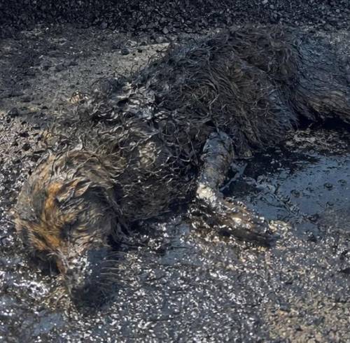 Caso 'Brea': EPMMOP rechaza responsabilidad en el accidente de perrita que quedó atrapada en brea