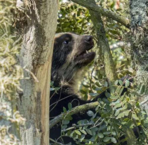 Especialistas buscan a la madre de dos oseznos rescatados en Papallacta