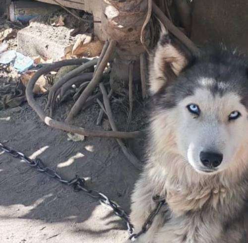 Rescatan a un perro husky que permanecía encadenado en Quito: tutor enfrenta una multa de hasta USD 5.500