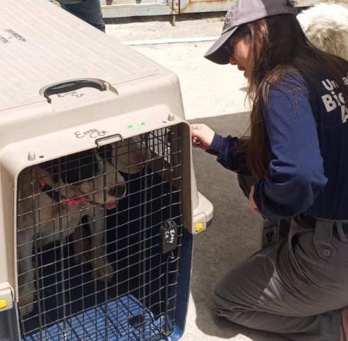 Retiran a dos perros tras reportarse un ataque entre caninos en San Antonio de Pichincha