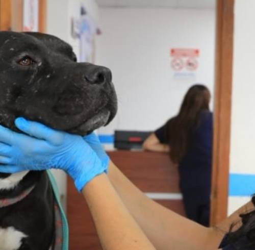 Pitbull rescatado en el norte de Quito.