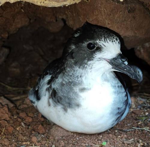 Fotografía de la ave Petrel de Galápagos, en una cueva del archipiélago.
