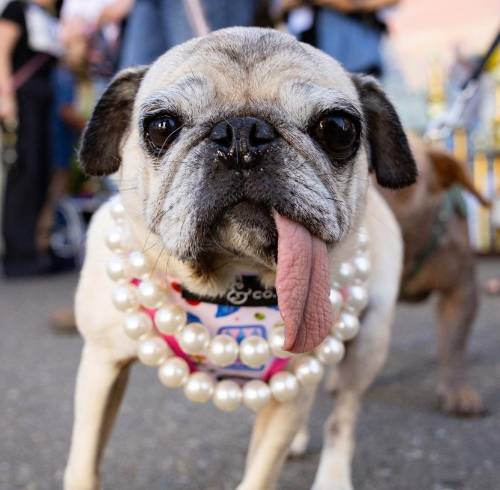 Jinny Lu, una pug rescatada del comercio de carne, es coronada como el 'Perro más feo del mundo' 2026