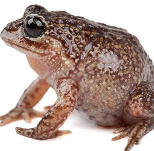 Foto de la rana Lynchius romolerouxae, publicada en X por el académico de PUCE y PhD en biología evolutiva, Santiago Ron. Se trata de una nueva especie descubierta en Ecuador.