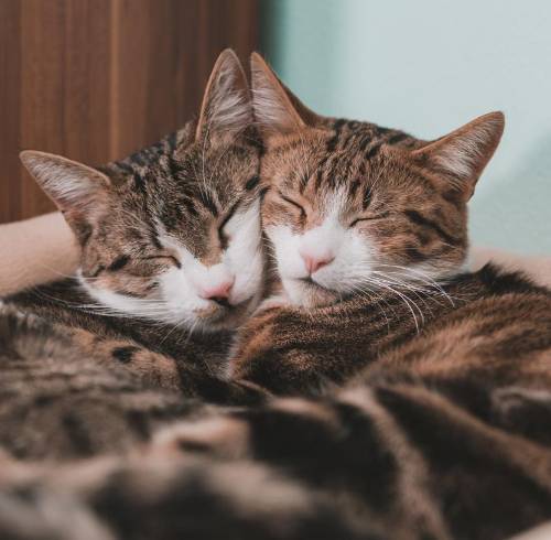 Jornada de adopción felina en Guayaquil: buscan hogar para gatos rescatados