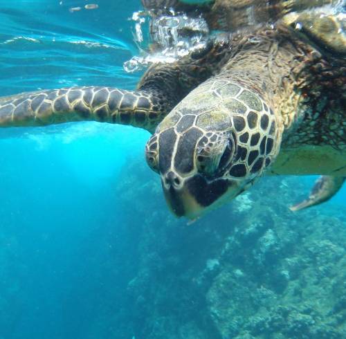 Fotografía de una tortuga marina de Galápagos.