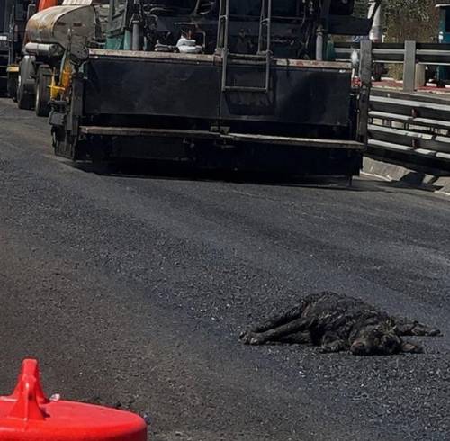 Esto es lo que se sabe de 'Brea', la perrita que quedó atrapada en la brea en la Ruta Viva, Quito