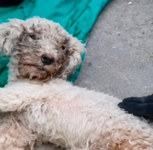 Bailey, el perro que sobrevivió 29 días bajo los escombros junto al cuerpo de su tutora en Venezuela