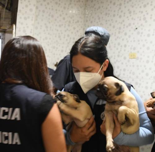 Operativo en veterinaria clandestina ubicada en Los Vergeles.