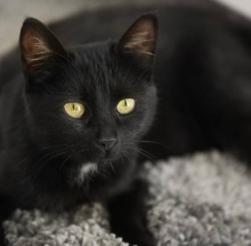 Un gato negro con ojos amarillos.