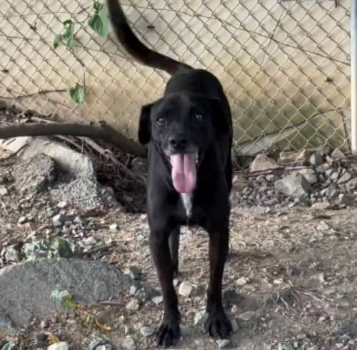 Uno de los perros que se encuentran en el refugio de la Fundación Almanimal