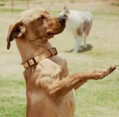 Milagros, la perrita rescatada por la Policía Nacional.