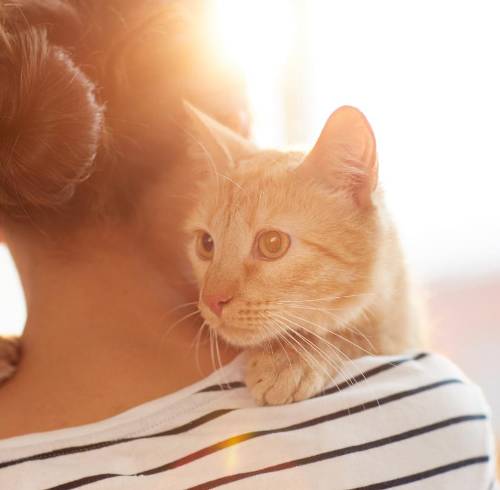 Una mujer se reencuentra con su gato 17 años después de perderlo en Francia